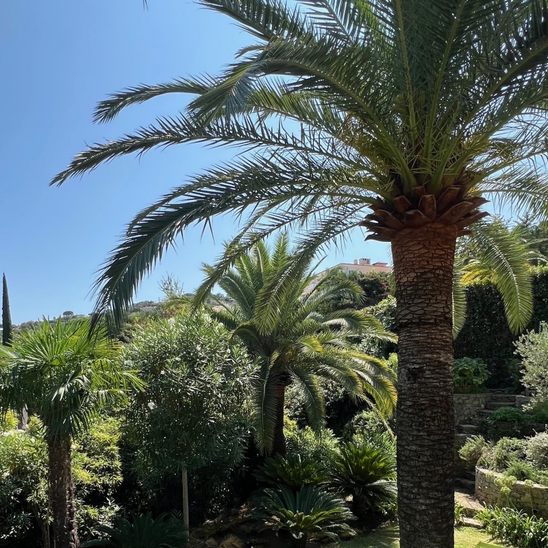 paysagiste pour conception jardin à Saint tropez et entretien luxueux